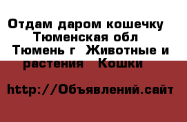 Отдам даром кошечку - Тюменская обл., Тюмень г. Животные и растения » Кошки   